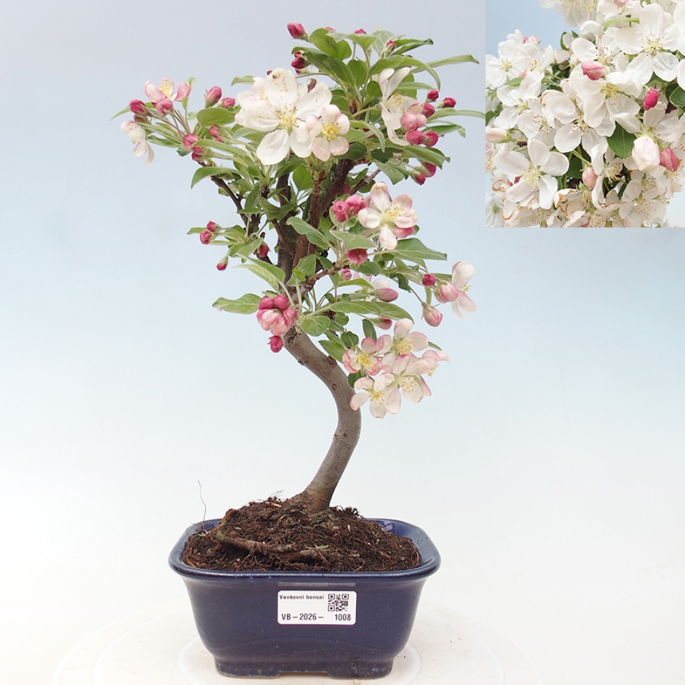 Outdoor bonsai -Malus halliana - Small-fruited apple tree