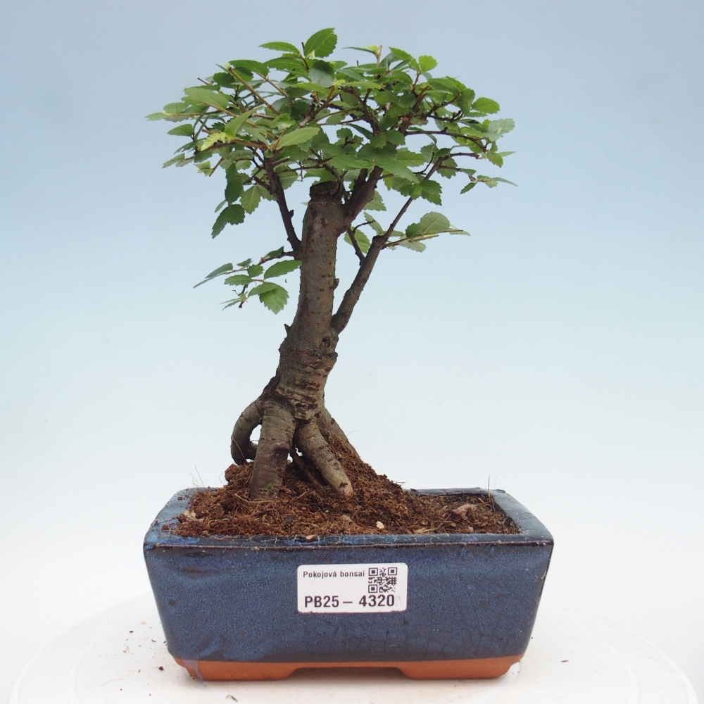 Room bonsai - Ulmus parvifolia - Small-leaved elm