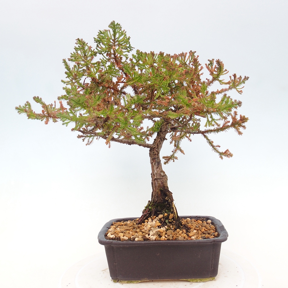 Outdoor bonsai - Chamaecyparis thyoides - Cypress