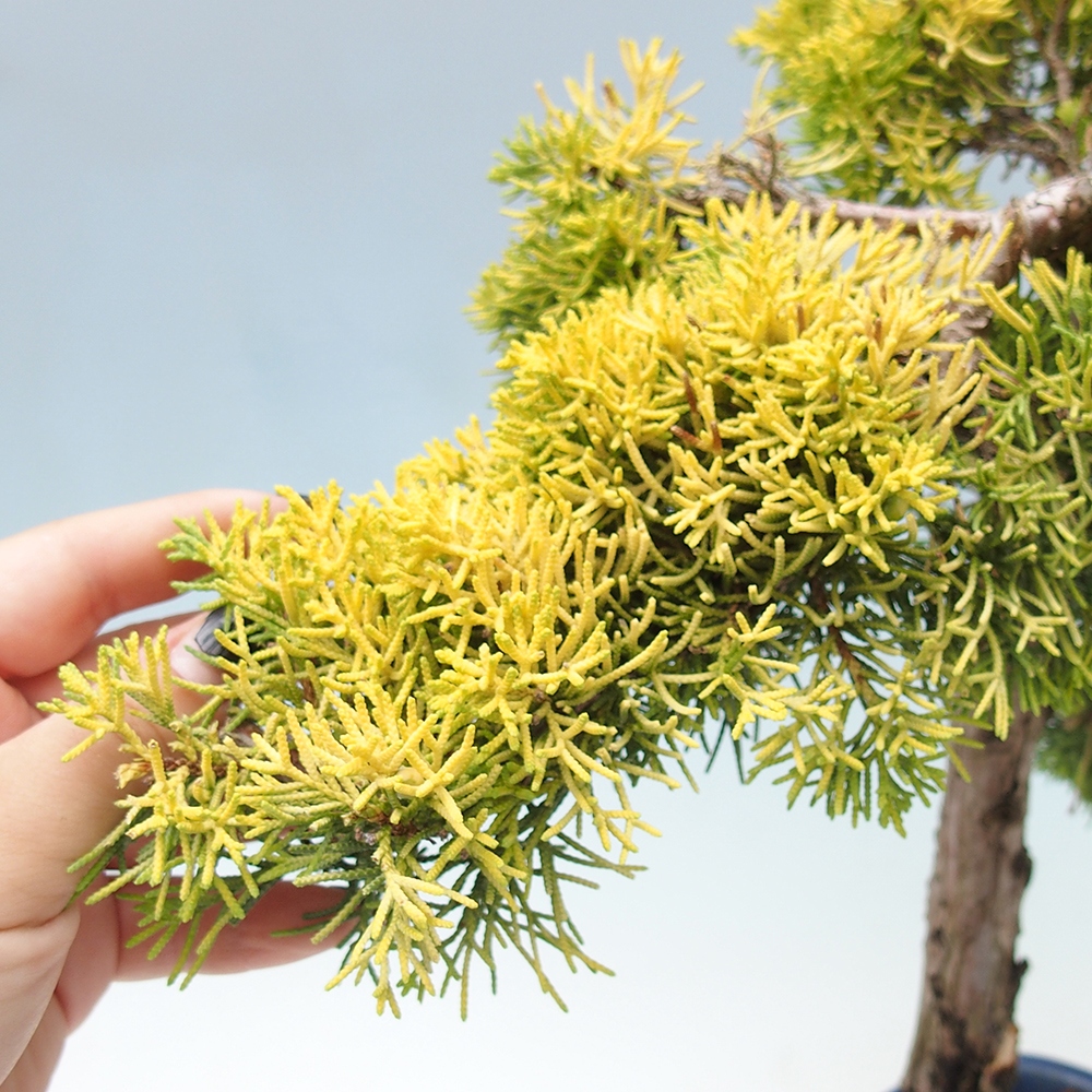 Outdoor bonsai - Juniperus chinensis plumosa aurea - Chinese golden juniper