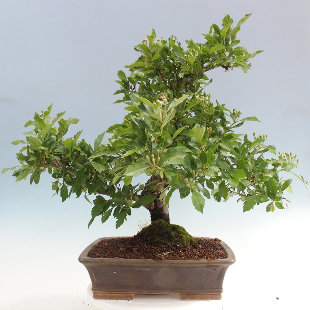 Outdoor bonsai - Hawthorn - Crataegus cuneata