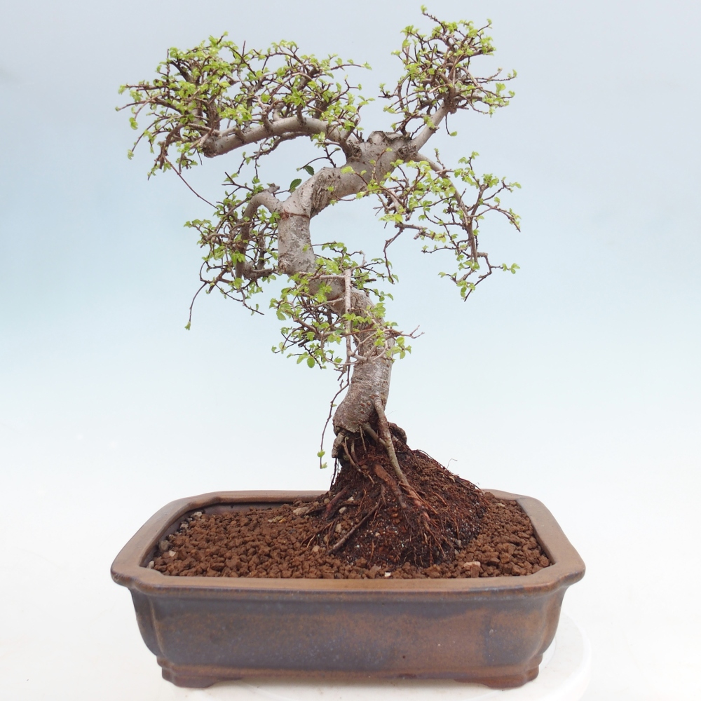 Indoor bonsai - Ulmus parvifolia - Small-leaved elm