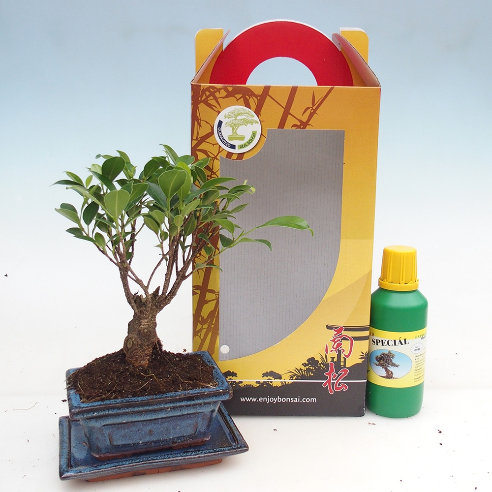 Room bonsai in gift box Ficus retusa - Small-leaved ficus