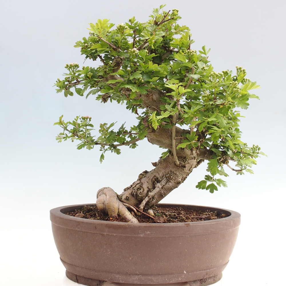 Outdoor bonsai - Hawthorn - Crataegus laevigata Paula