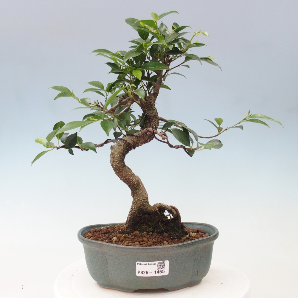 Room bonsai - Ficus retusa - small-leaved ficus