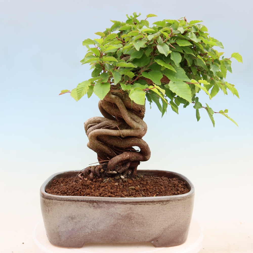 Outdoor bonsai -Carpinus coreana - Korean Hornbeam
