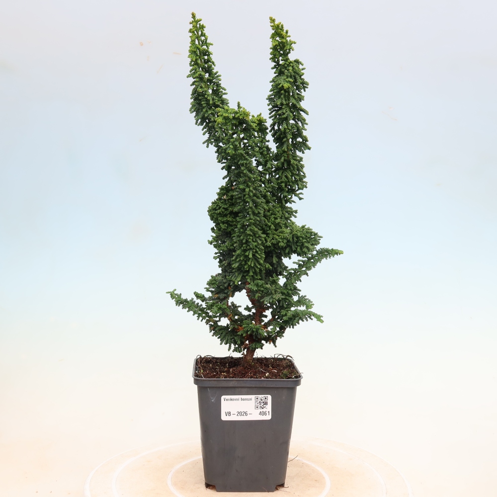 Outdoor bonsai - Cham. obtusa SEKKA HINOKI - Cypress