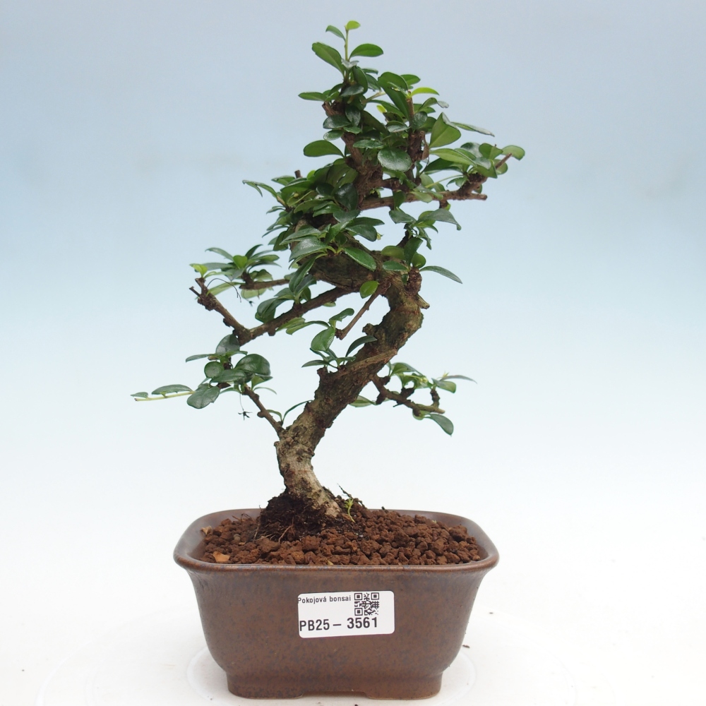 Room bonsai - Carmona macrophylla - Tea fuki
