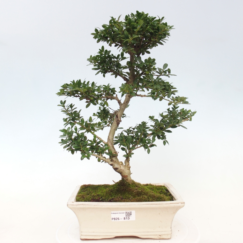 Room bonsai - Ilex crenata - Holly