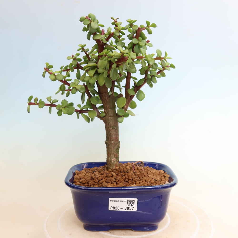 Room bonsai - Portulakaria Afra - Tlustice