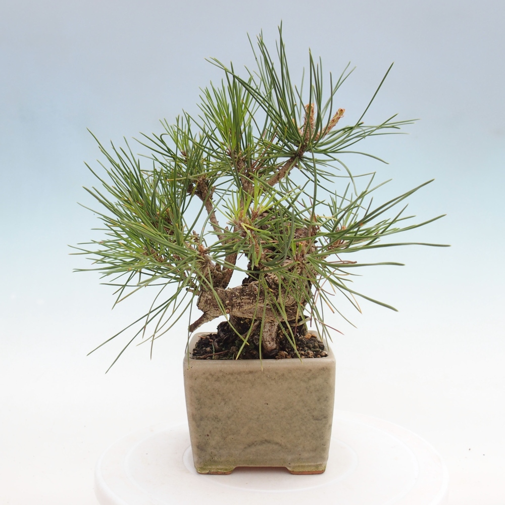 Outdoor bonsai - Pinus thunbergii - Thunbergia pine