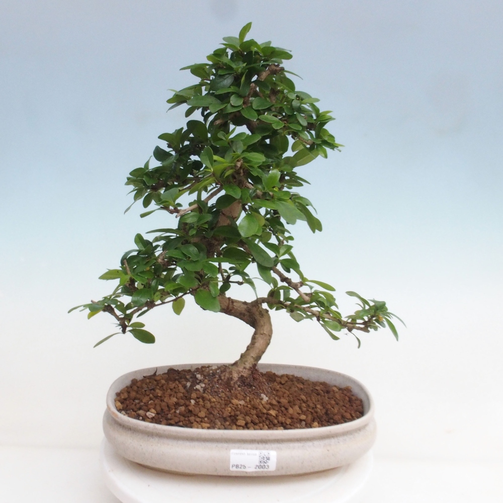 Room bonsai - Carmona macrophylla - Tea fuki