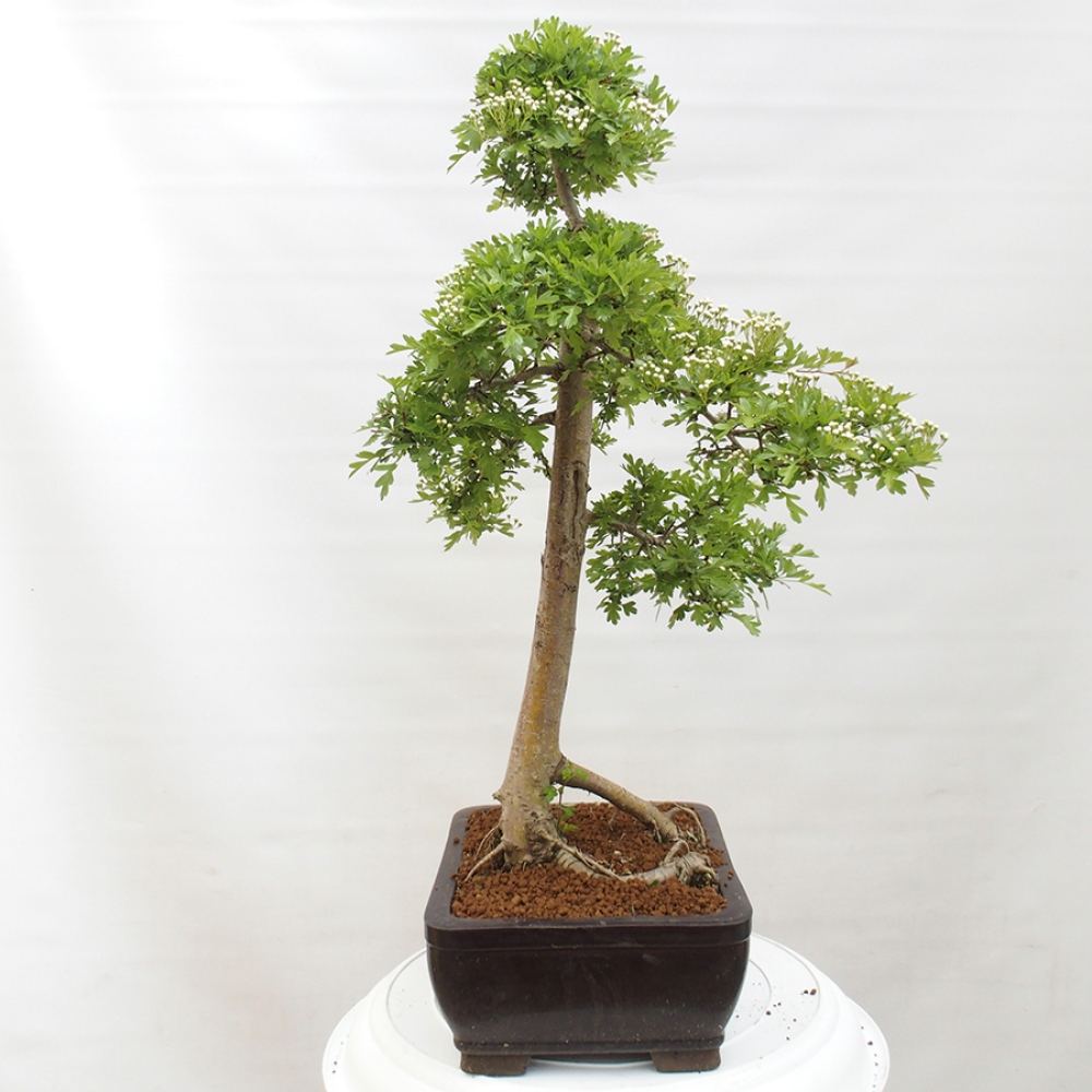 Outdoor bonsai - Hawthorn - Crataegus monogyna