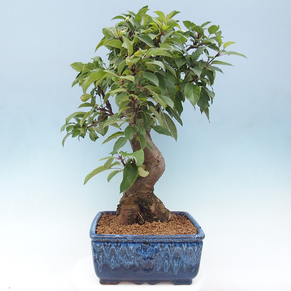 Outdoor bonsai - Malus halliana - Small-fruited apple tree