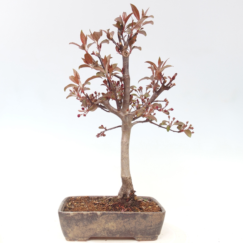 Outdoor bonsai -Malus domestica - Small-fruited red-leaved apple tree