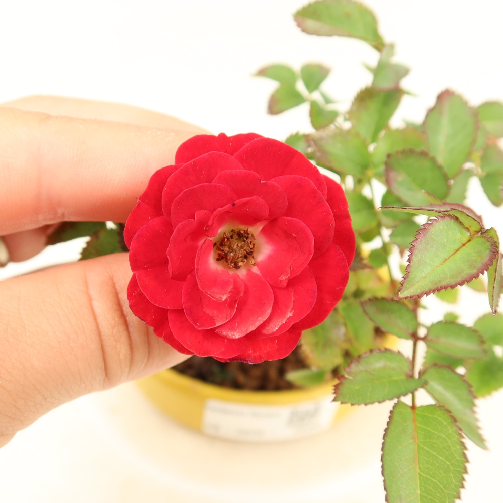 Outdoor Bonsai - Rosa Kordes - Rose
