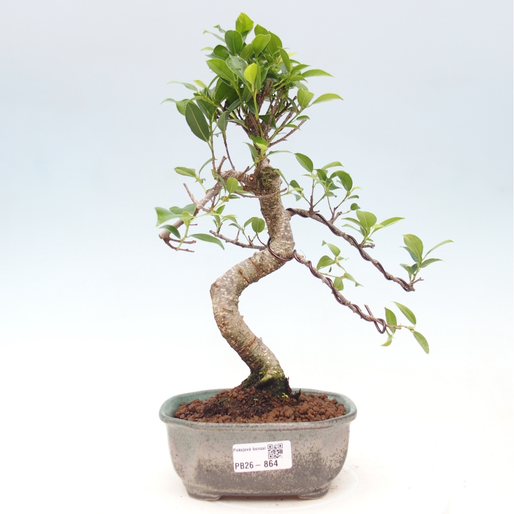 Room bonsai - Ficus retusa - small-leaved ficus