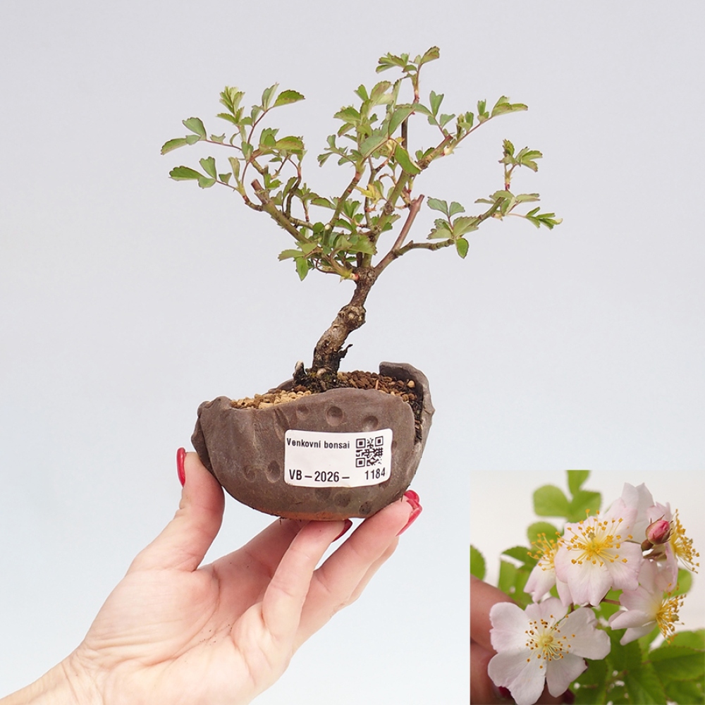 Outdoor bonsai - Rosa sp. - small-flowered rose