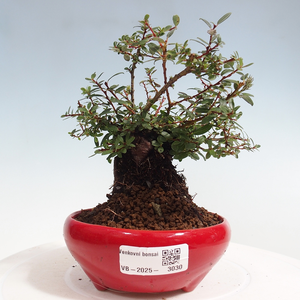 Outdoor bonsai - Salix - Willow