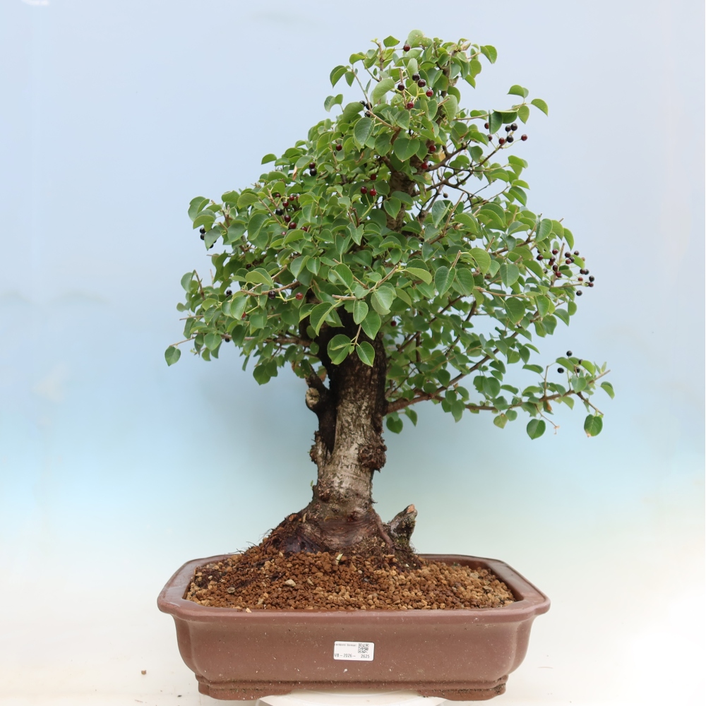 Outdoor Bonsai - Mahaleb Cherry - Prunus mahaleb
