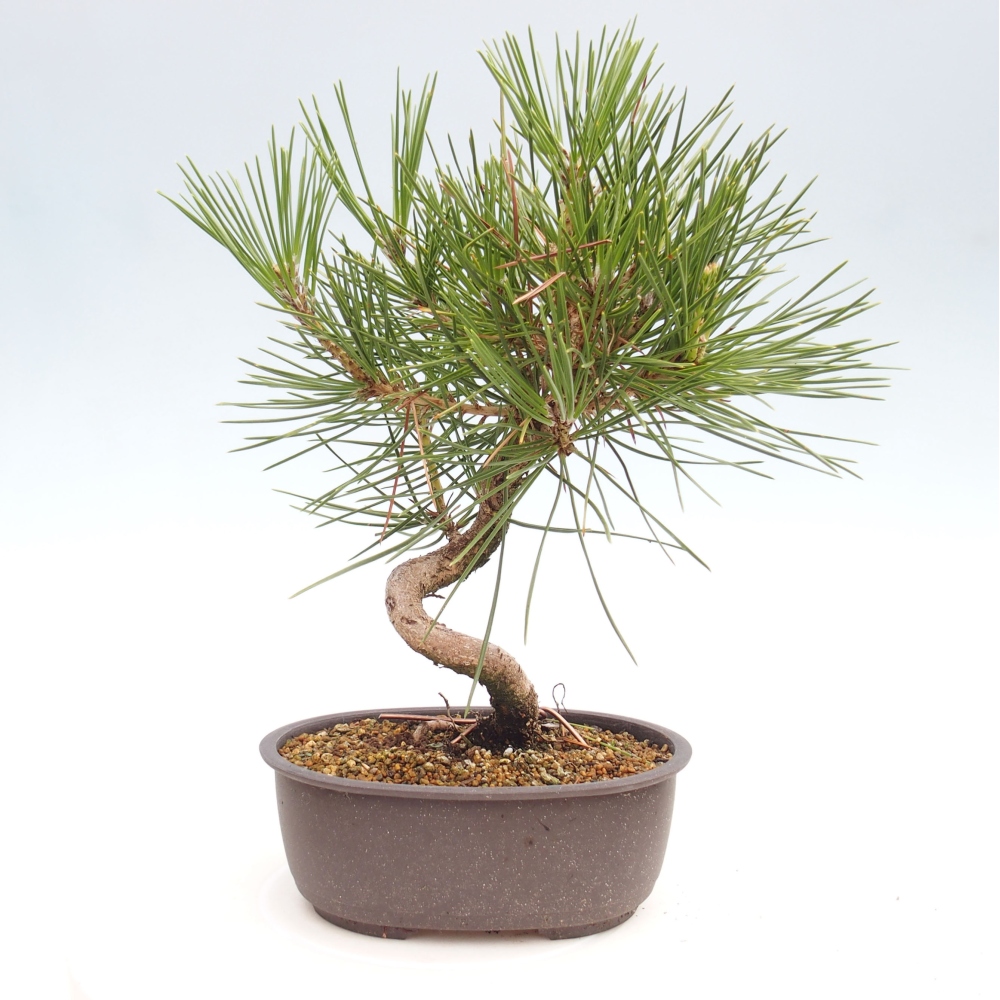 Outdoor bonsai - Pinus thunbergii - Thunbergia pine