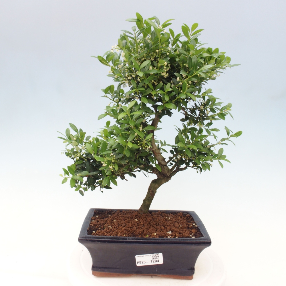Indoor bonsai - Ilex crenata - Holly