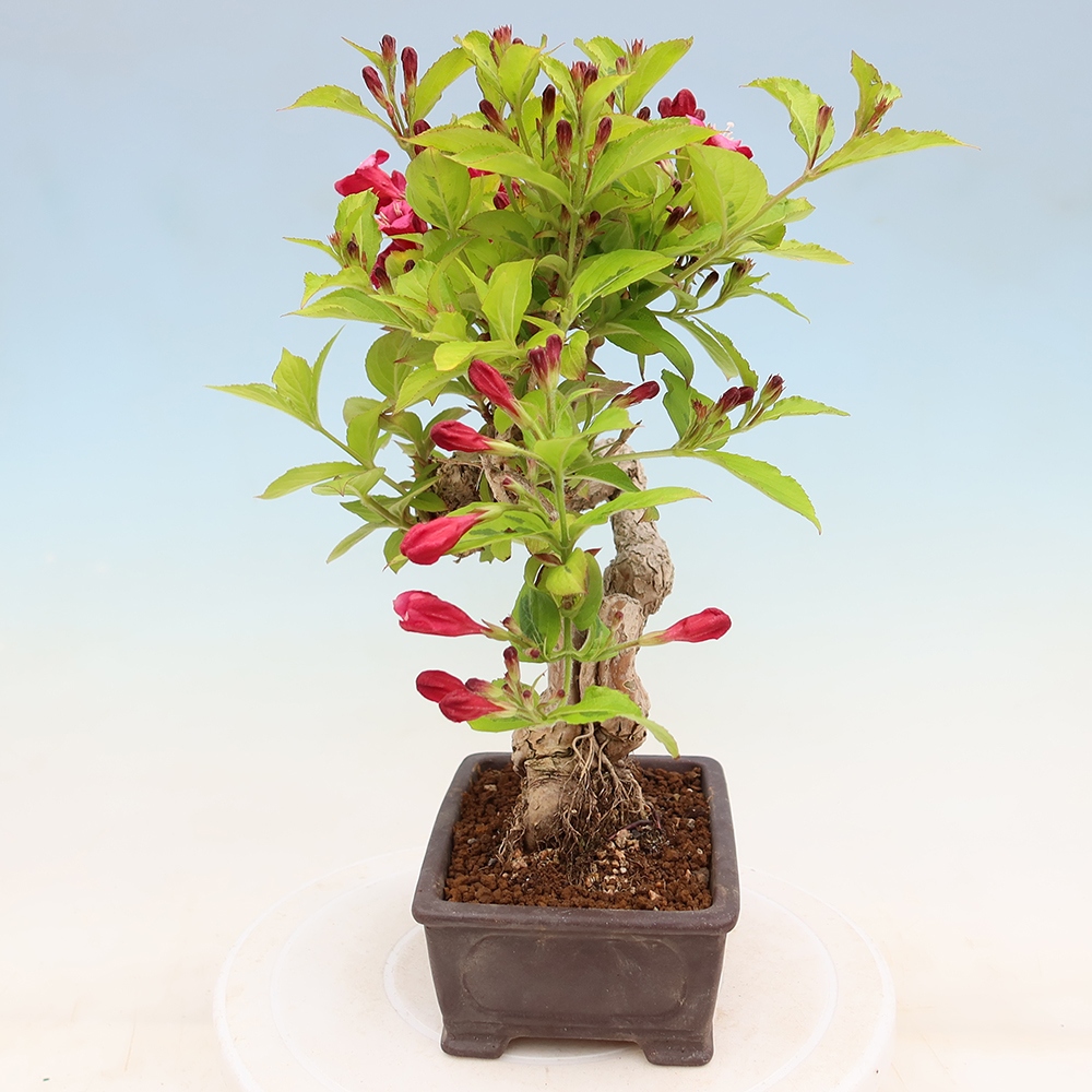 Outdoor Bonsai - Weigela subsessilis - Korean Weigela