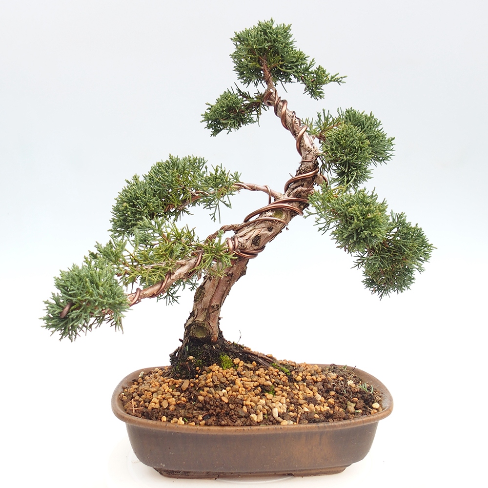 Outdoor bonsai - Juniperus chinensis Kishu - Chinese juniper