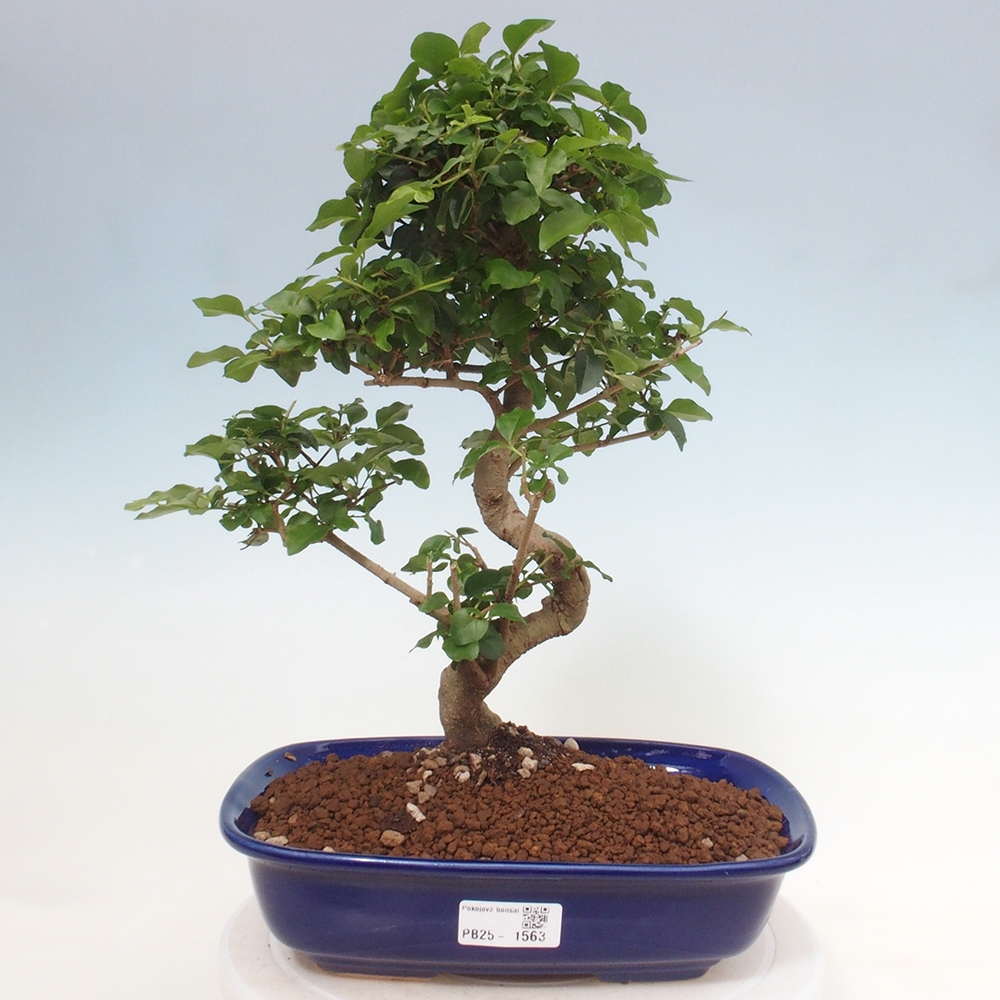 Room bonsai -Ligustrum chinensis - privet