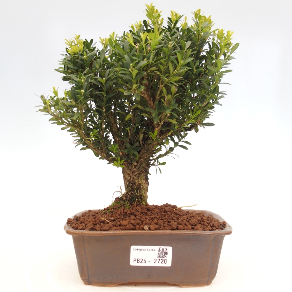 Indoor bonsai - Buxus harlandii - Cork boxwood