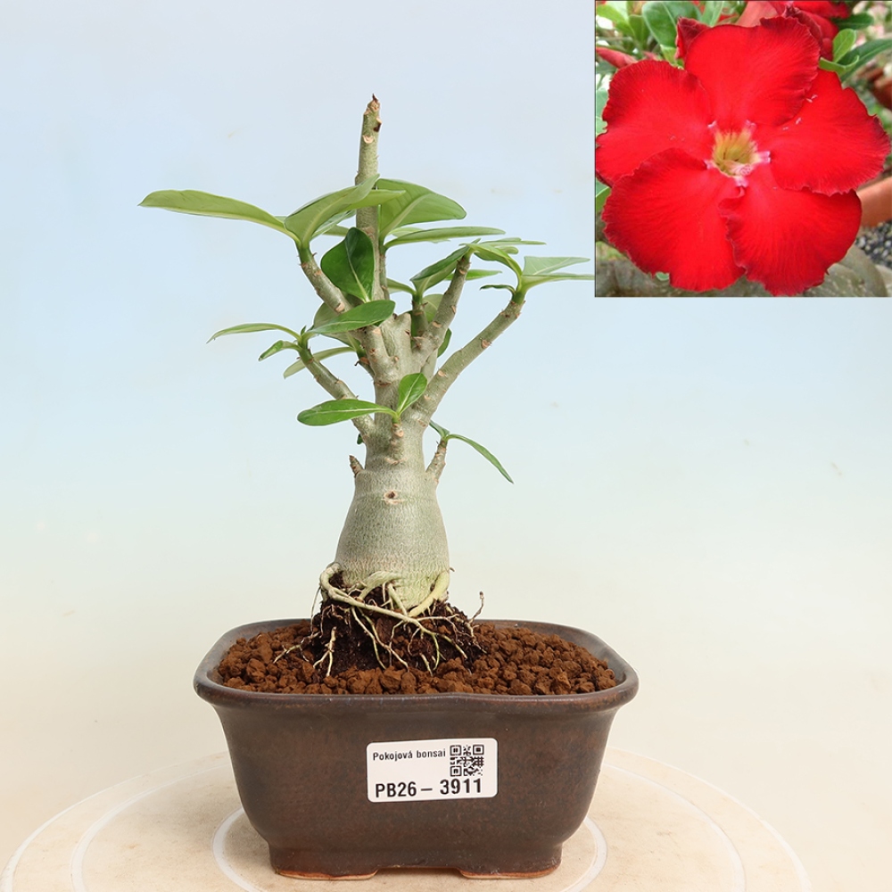 Indoor Bonsai - Adenium obesum Red Star - Desert Rose
