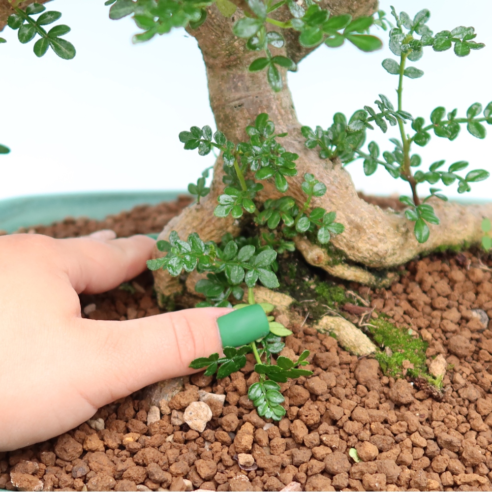 Room bonsai - Zantoxylum piperitum - pepper tree