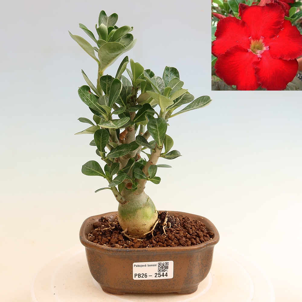 Indoor Bonsai - Adenium obesum Red Star - Desert Rose