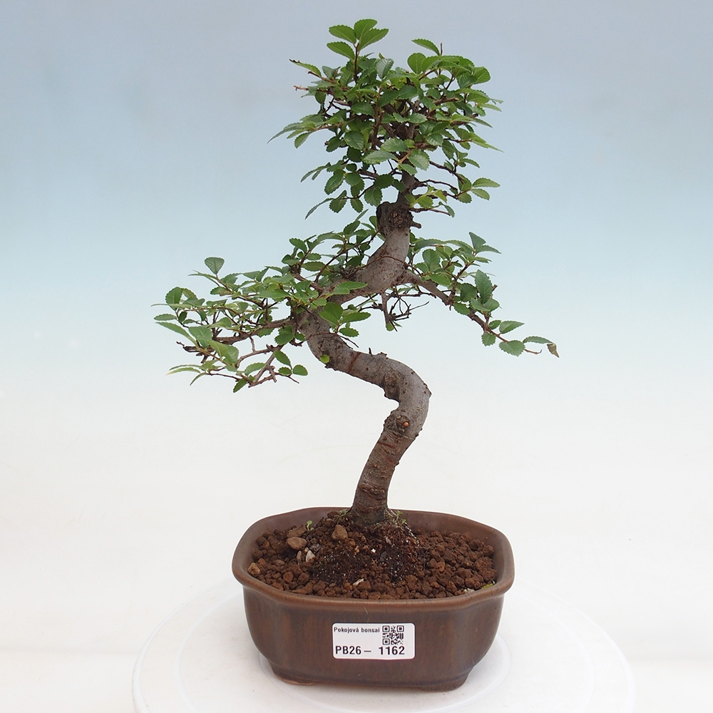 Room bonsai - Ulmus parvifolia - Small-leaved elm
