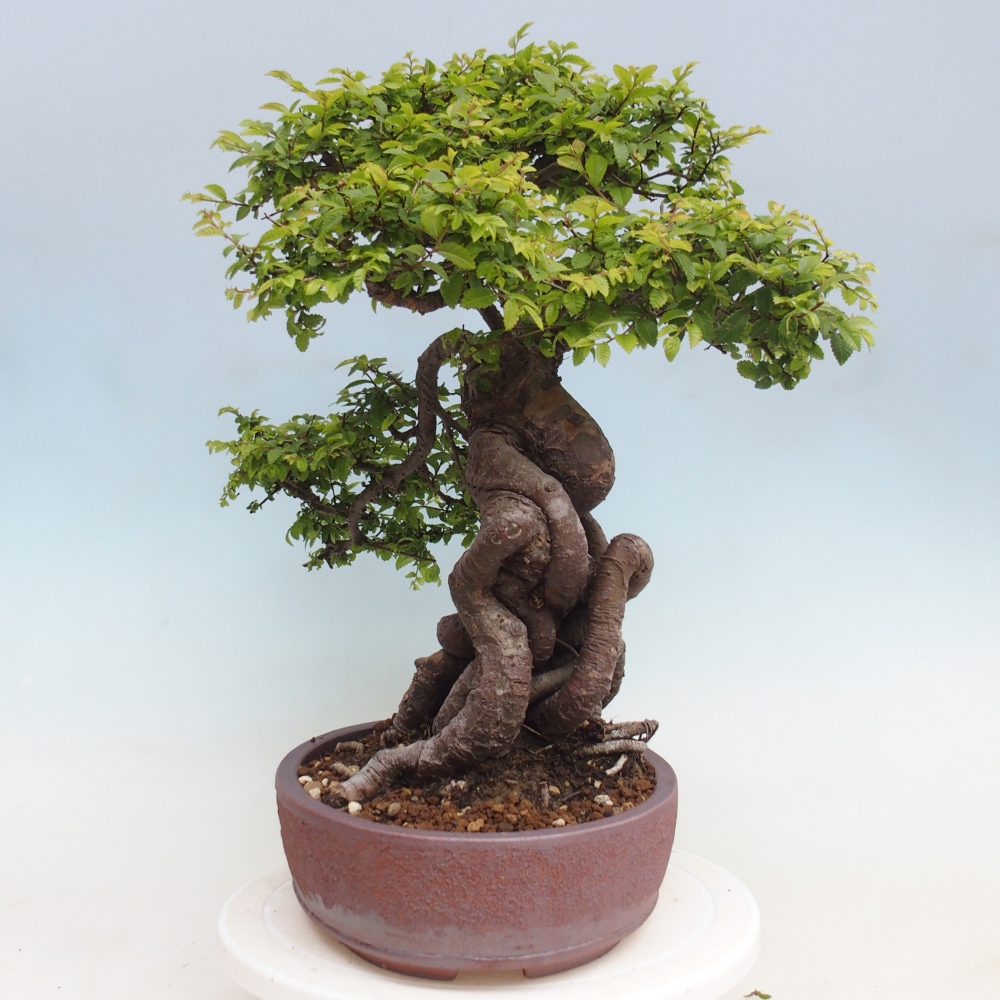 Outdoor bonsai - Ulmus parvifolia Hokkaido - Chinese elm