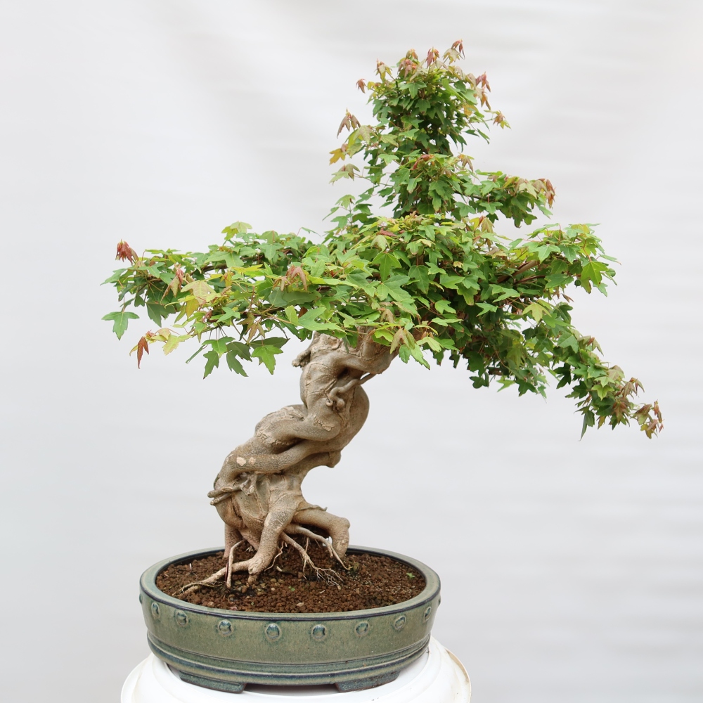 Outdoor bonsai - Maple Burger - Acer Burgerianum