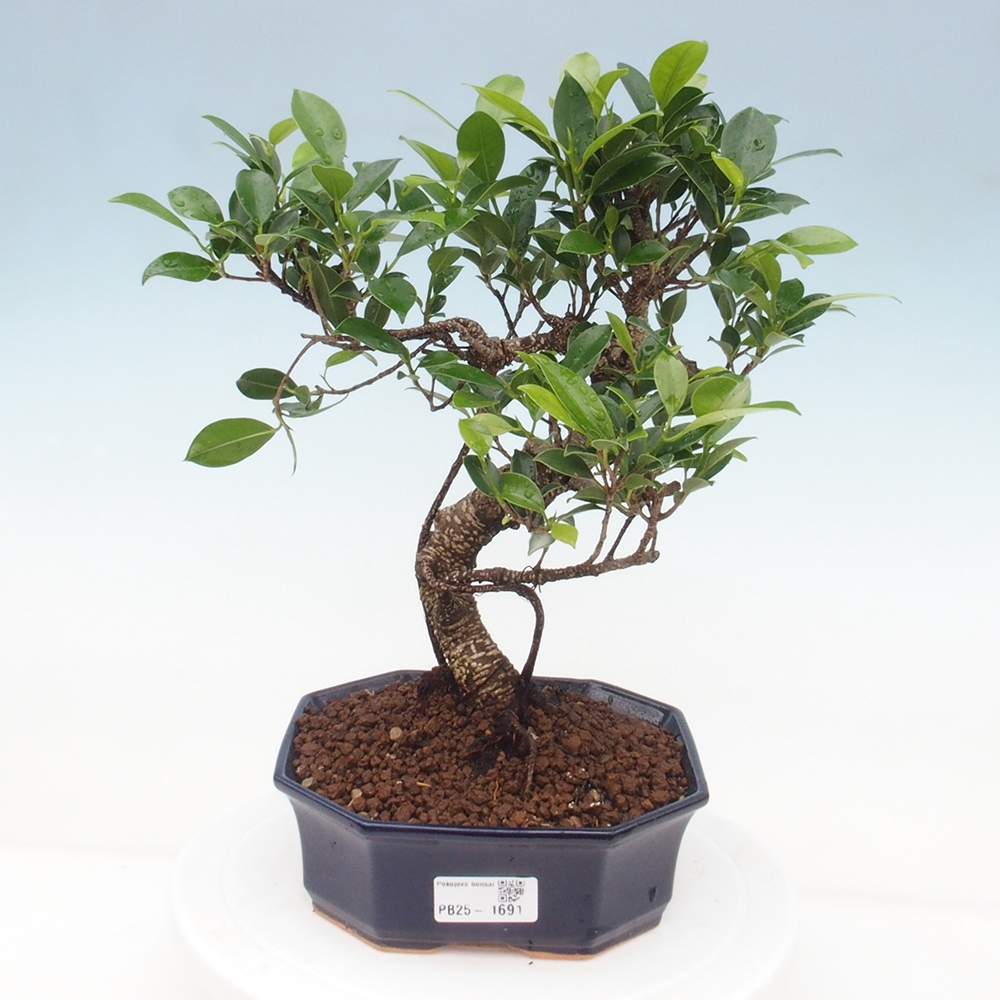 Indoor bonsai - Ficus retusa - small ficus