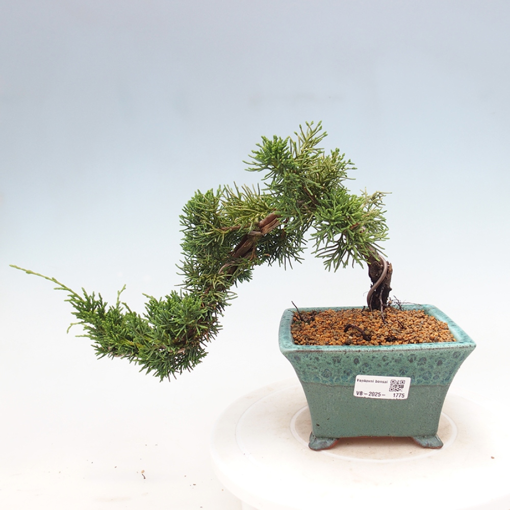 Outdoor bonsai - Juniperus chinensis Kishu - Chinese Juniper