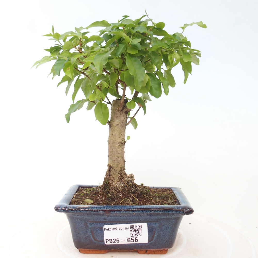 Room bonsai -Ligustrum chinensis - Birds Beak