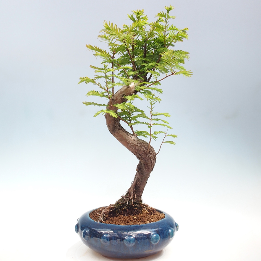 Outdoor bonsai - Metasequoia glyptostroboides - Chinese Metasequoia