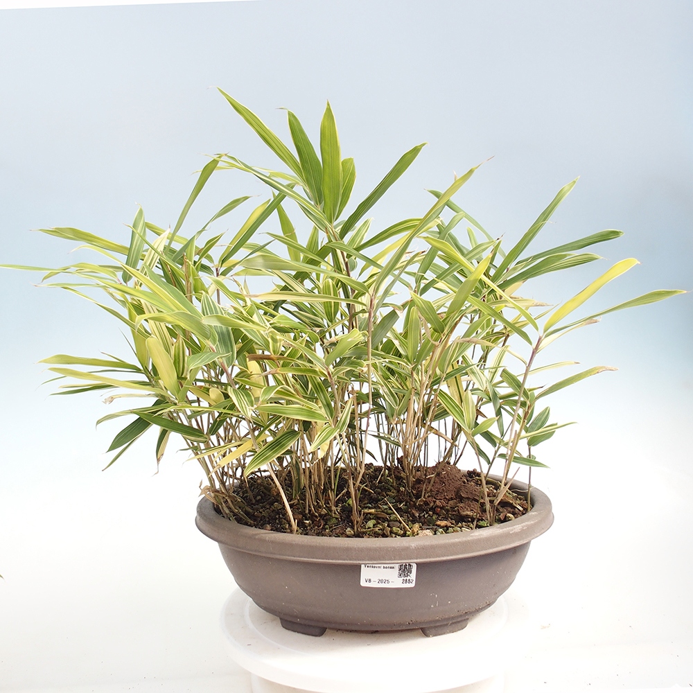 Outdoor bonsai - Sasaella masamuneana Albostriata - Bamboo