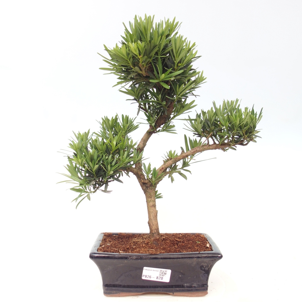 Room bonsai - Podocarpus - Stone Yew