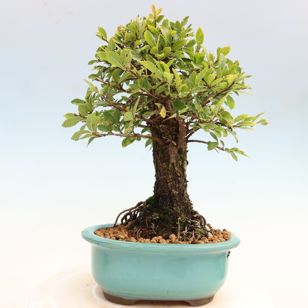 Outdoor bonsai - Zelkova - Zelkova NIRE