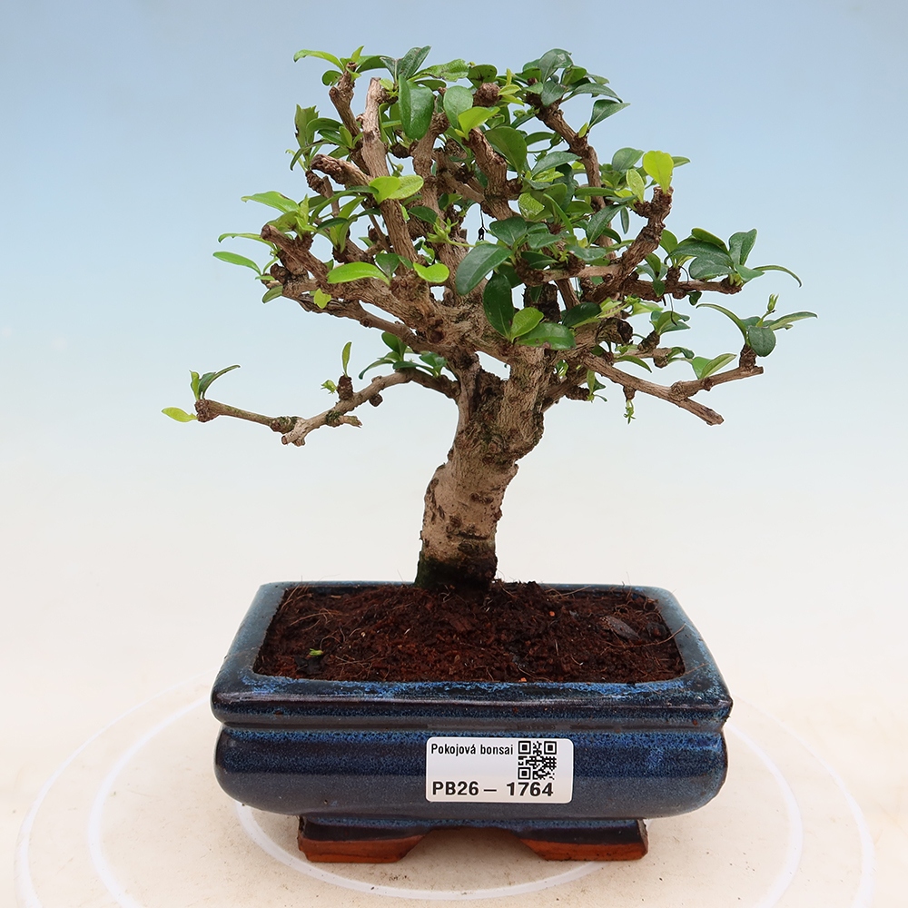 Room bonsai - Carmona macrophylla - Tea fuki