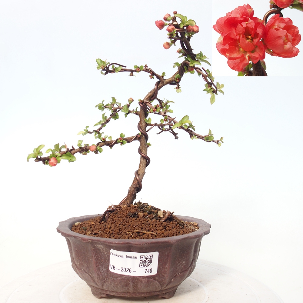 Outdoor bonsai - Chaneomeles s. Red Joy - Quince