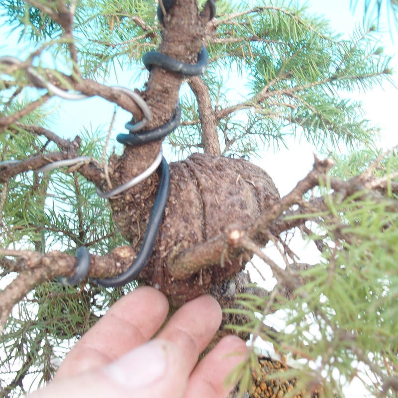 Outdoor bonsai - Spruce - Picea glauca globe