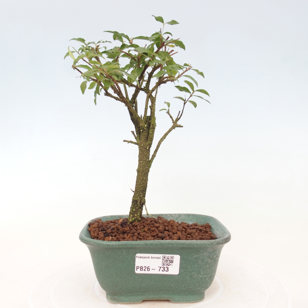 Room bonsai - Malpighia coccigera- Barbdorian cherry