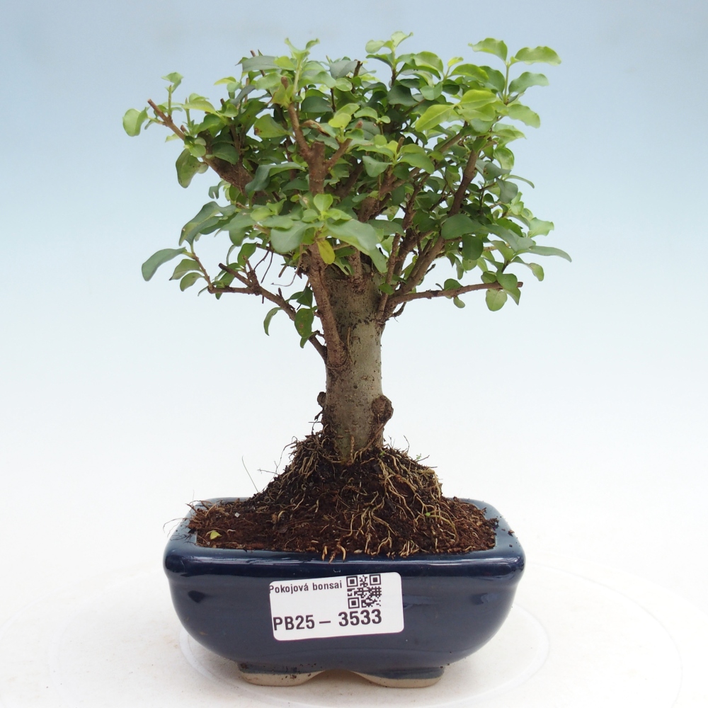 Room bonsai -Ligustrum chinensis - Birds Beak