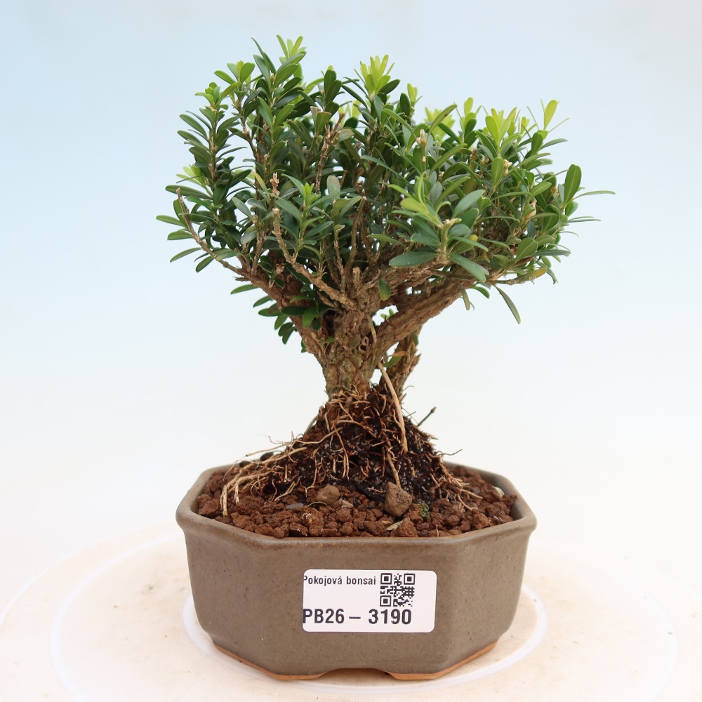 Room bonsai - Buxus harlandii - cork buxus