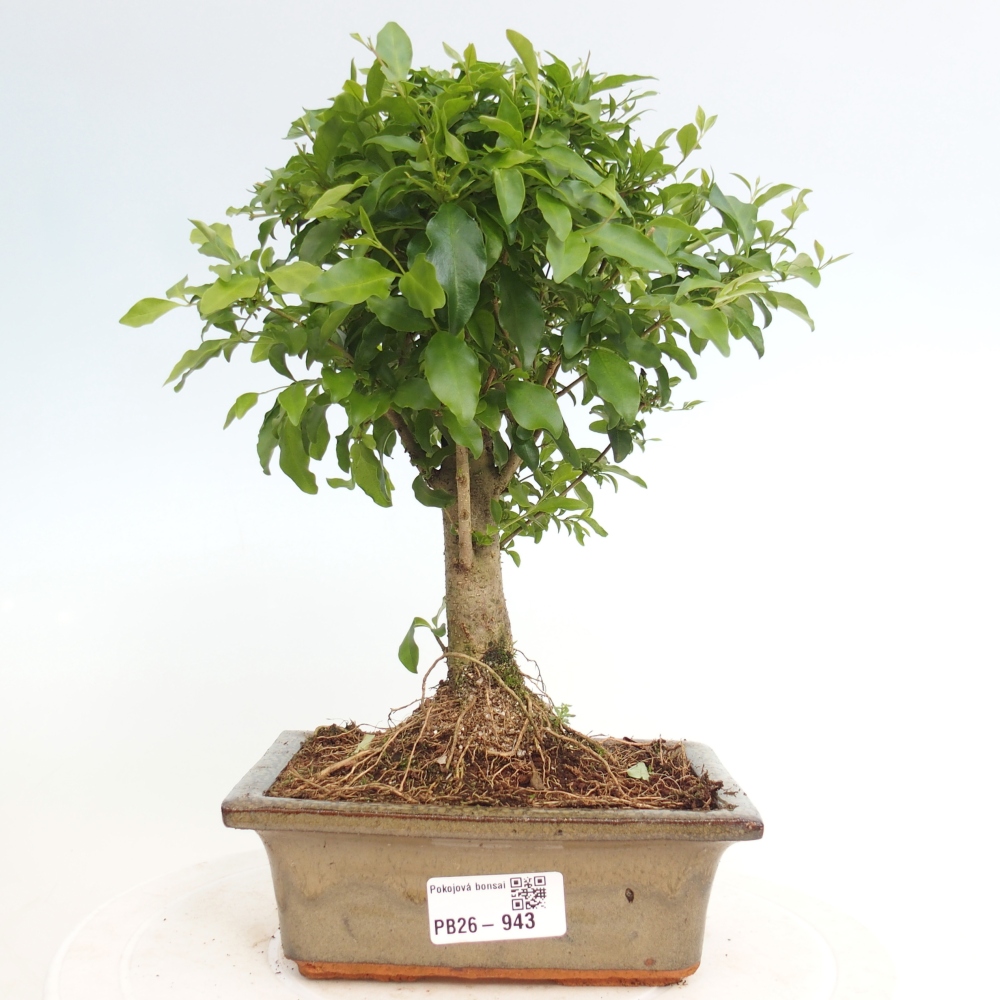 Room bonsai -Ligustrum chinensis - Birds Beak